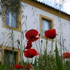 Poppies and House