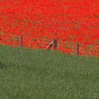 Poppies and Wheat