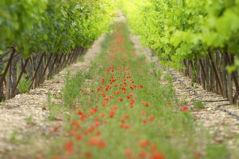 Poppies and Wine
