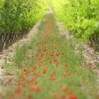 Poppies and Wine