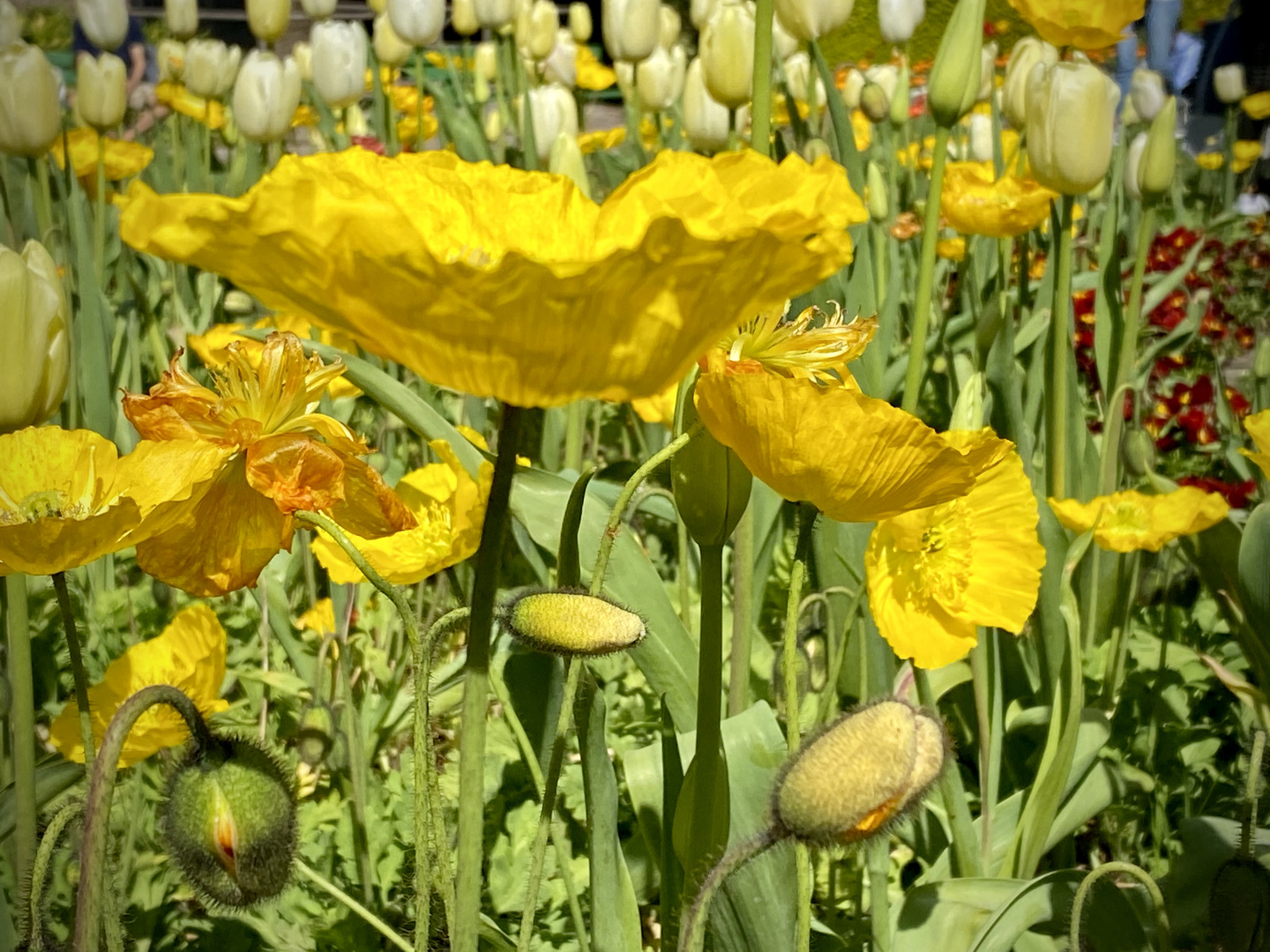 Poppies are popping