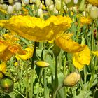 Poppies are popping