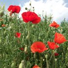 Poppies at bloom