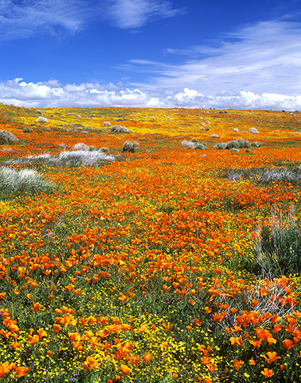 Poppies at the California Poppy Reserve at Lancaster, California