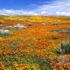 Poppies at the California Poppy Reserve at Lancaster, California