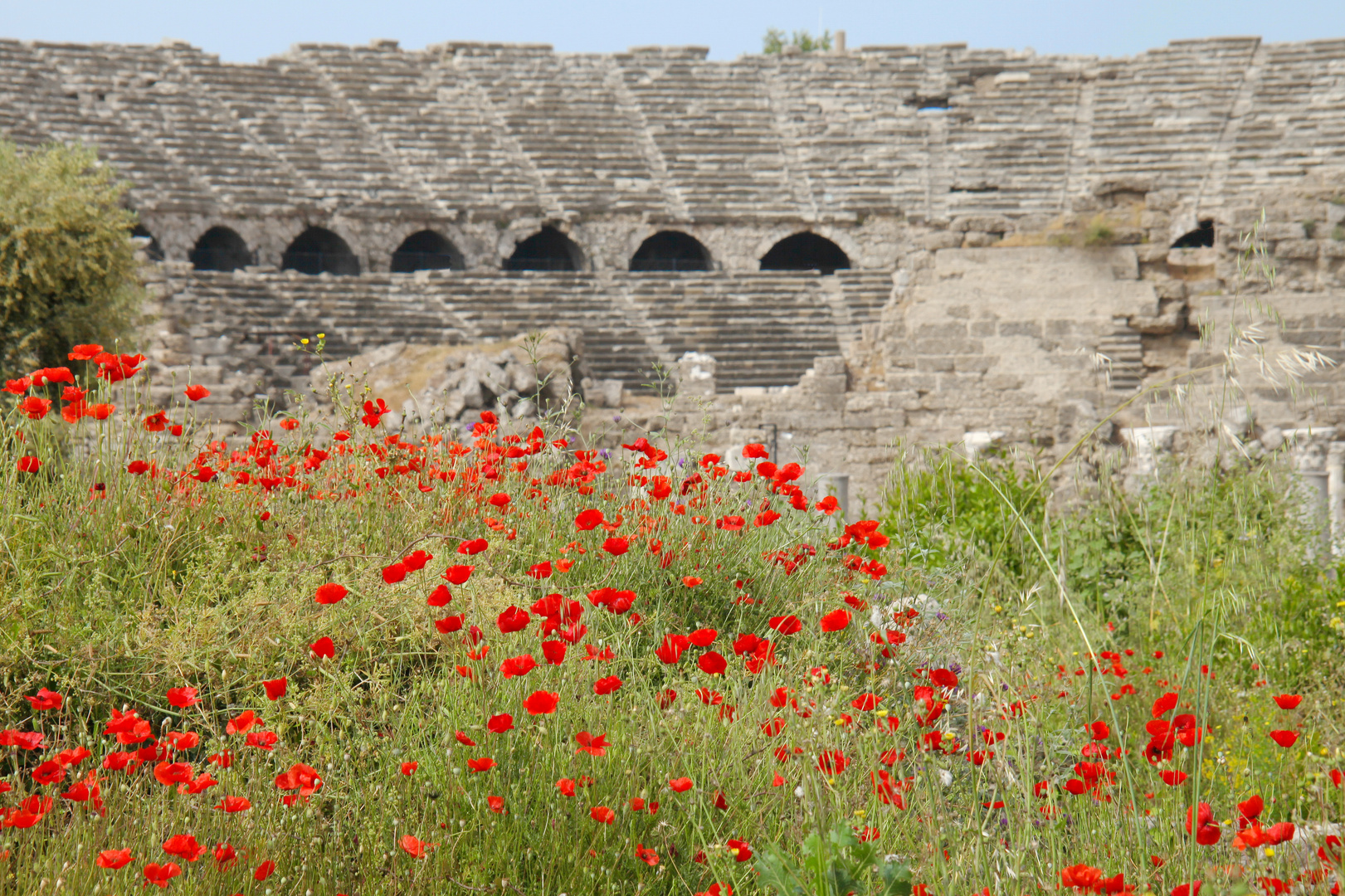 Poppies at the Roman Arena - Side Antik Kent