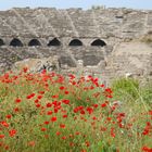 Poppies at the Roman Arena - Side Antik Kent
