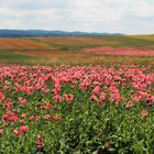 Poppies