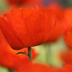 Poppies