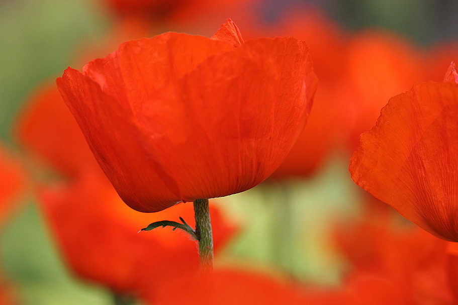 Poppies