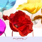 Poppies