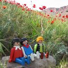 poppies beside aras river