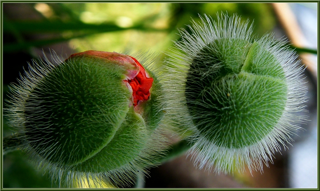 Poppies buds...