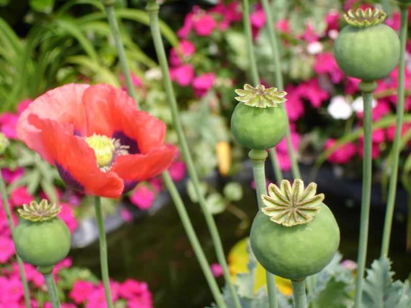 Poppies by the pond!