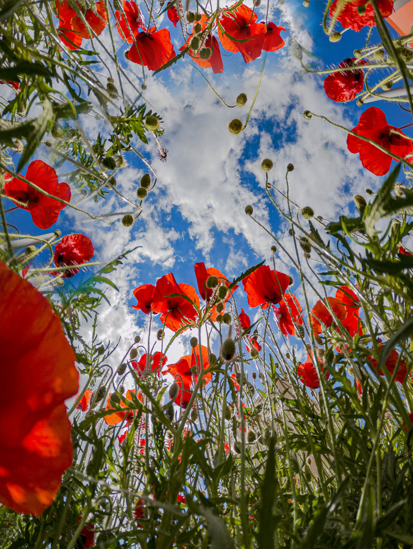 Poppies