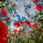 Poppies