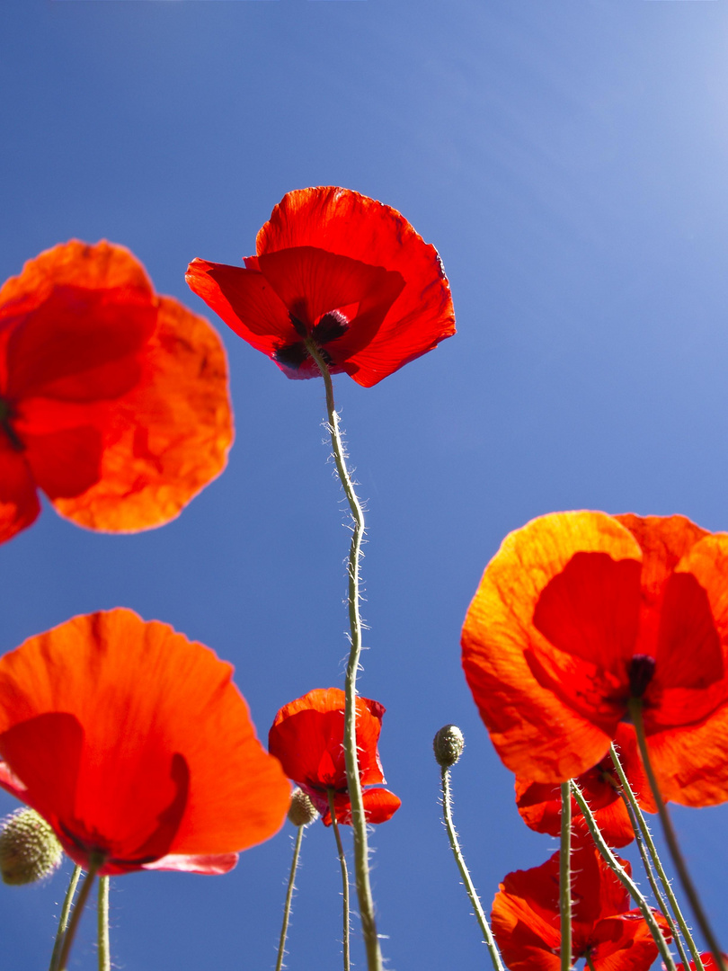 Poppies, Castile–La Mancha, Spain