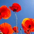 Poppies, Castile–La Mancha, Spain