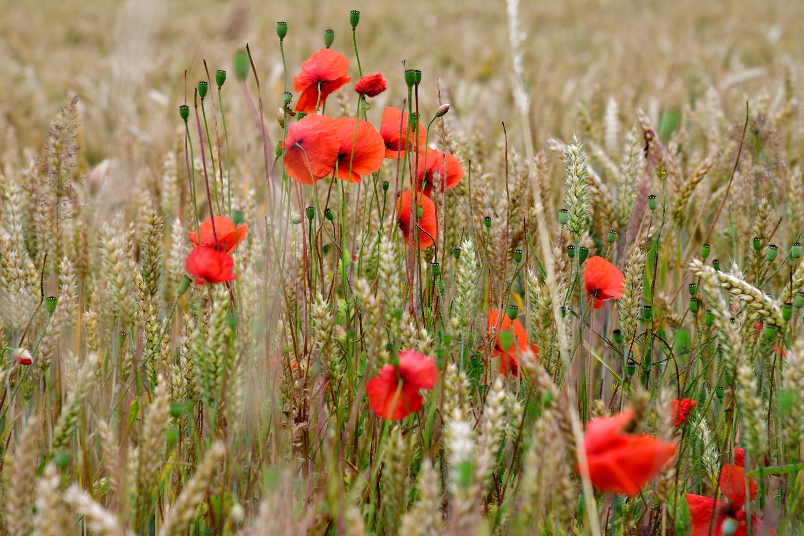 Poppies