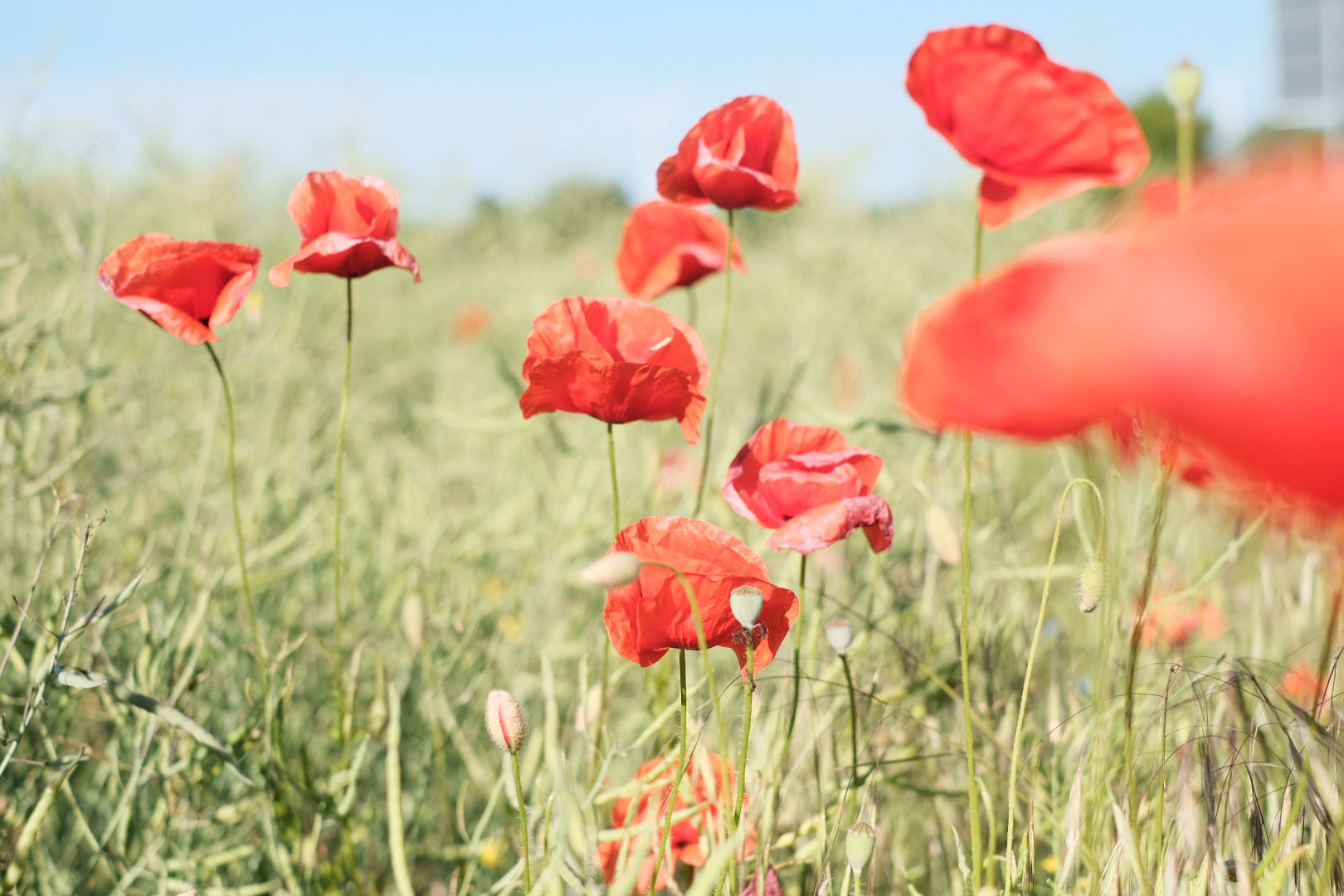 Poppies