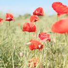 Poppies