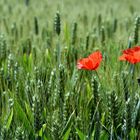 Poppies