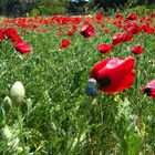 Poppies’ dance in wind