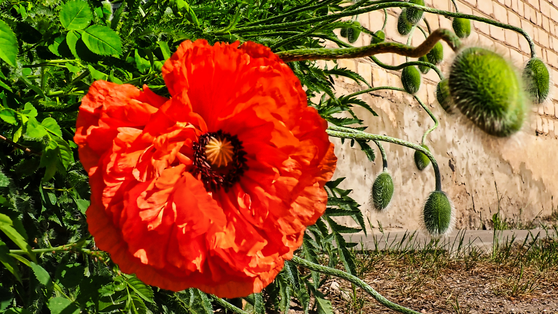 Poppies day