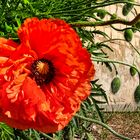 Poppies day