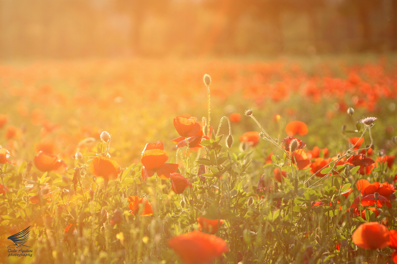 Poppies