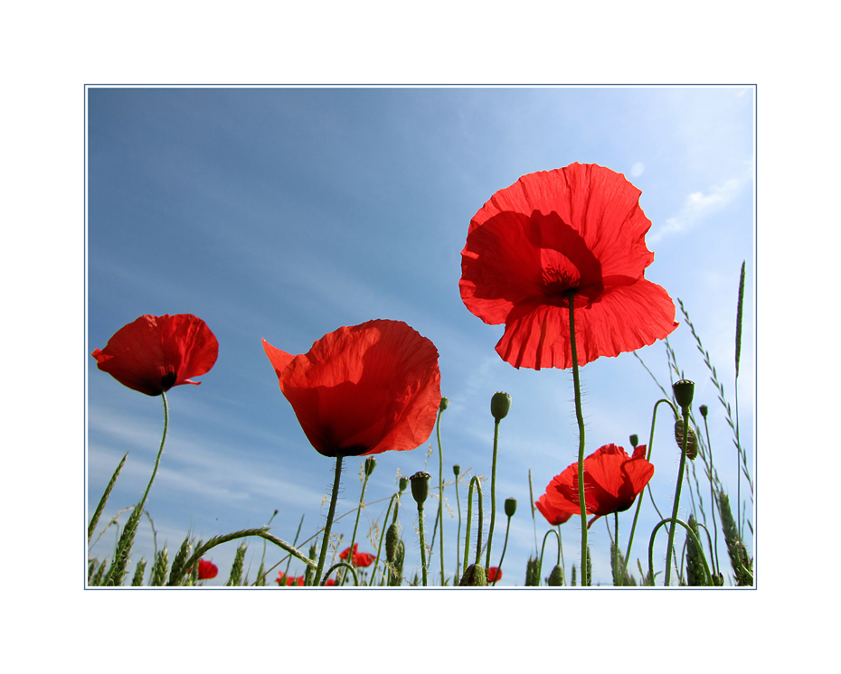 Poppies