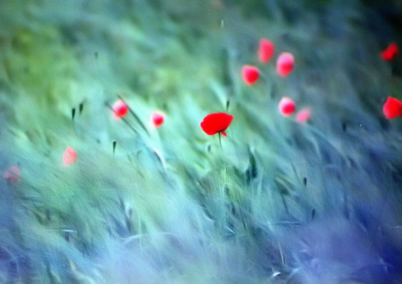 Poppies