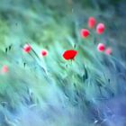 Poppies