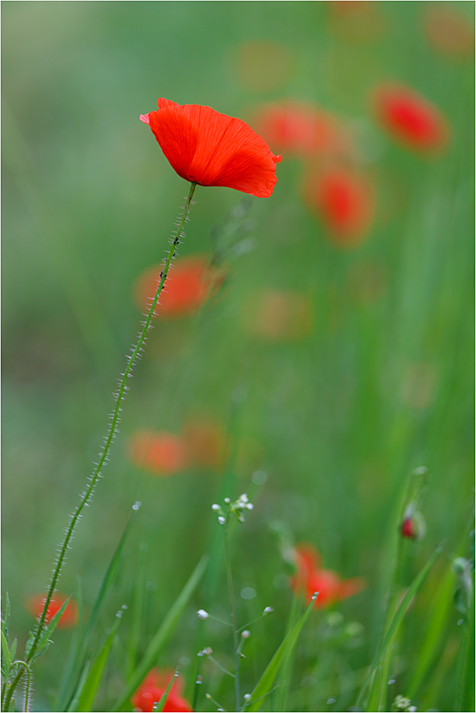 Poppies