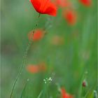 Poppies