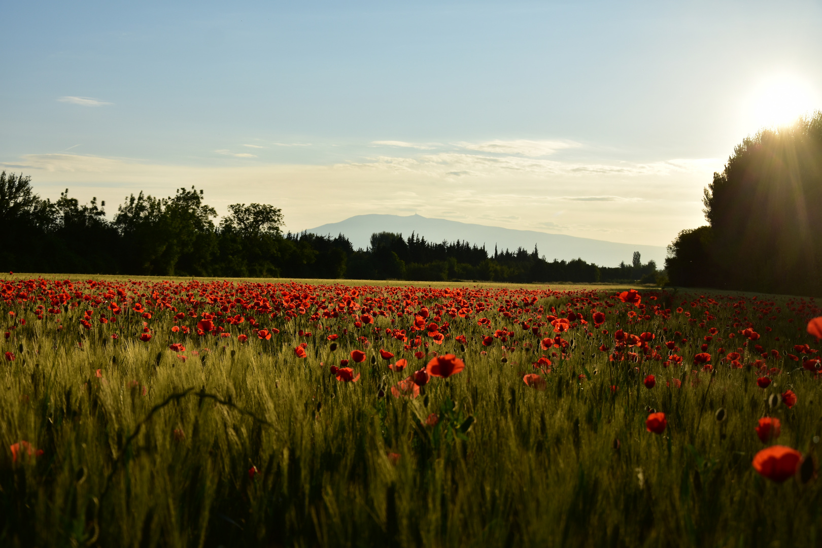 Poppies