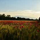 Poppies