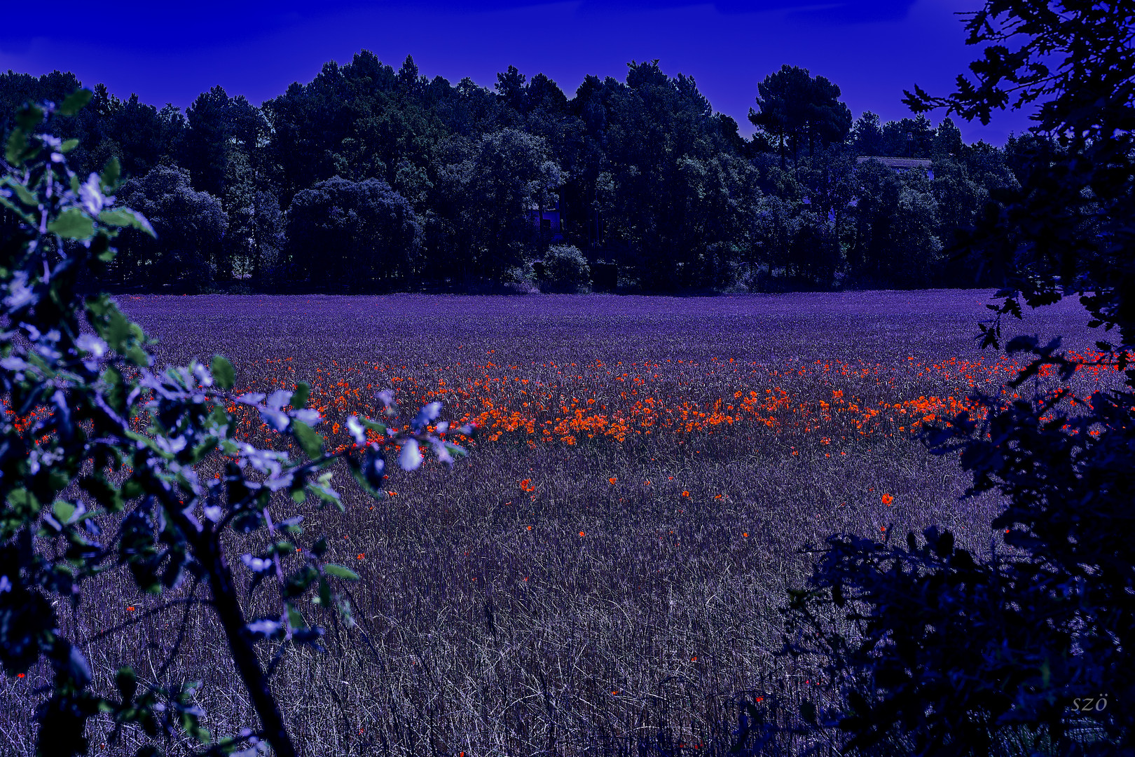 Poppies en el campo