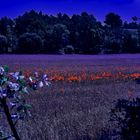 Poppies en el campo