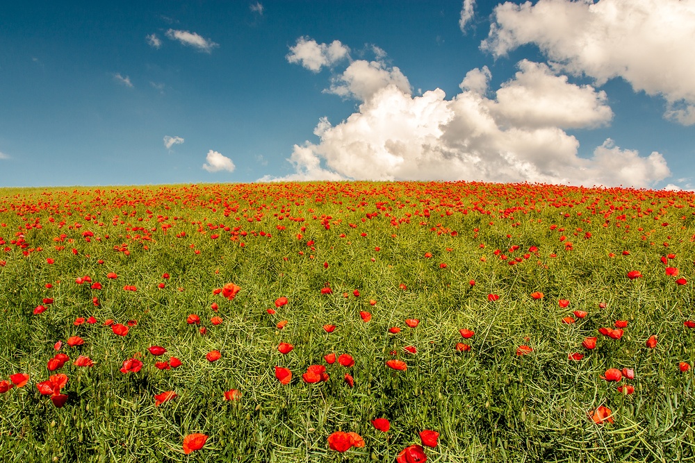 'Poppies' en masse