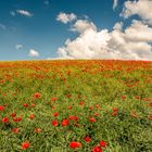 'Poppies' en masse