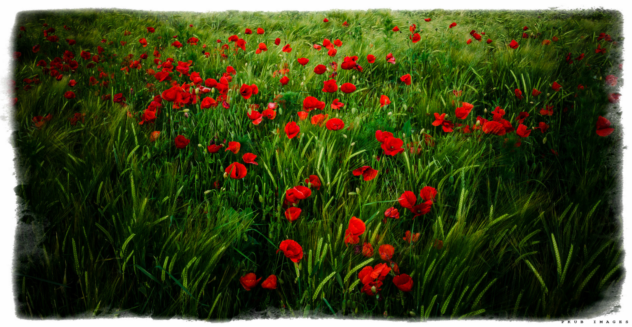 Poppies everywhere