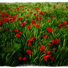 Poppies everywhere