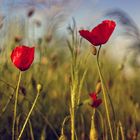 poppies