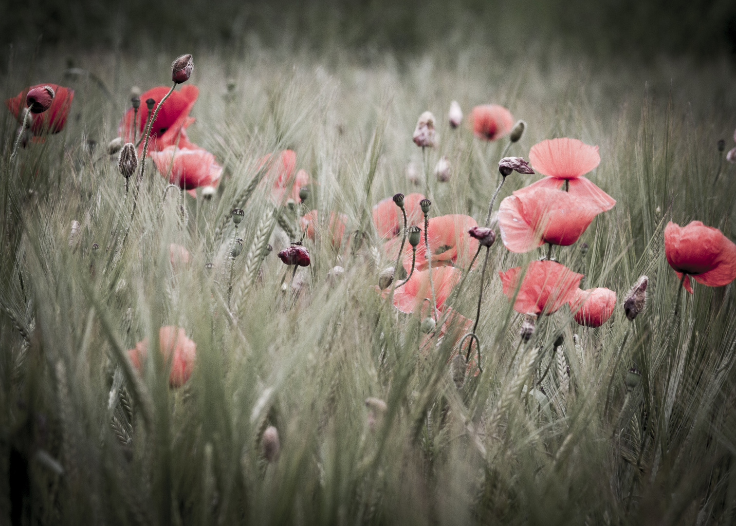 Poppies