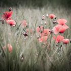 Poppies