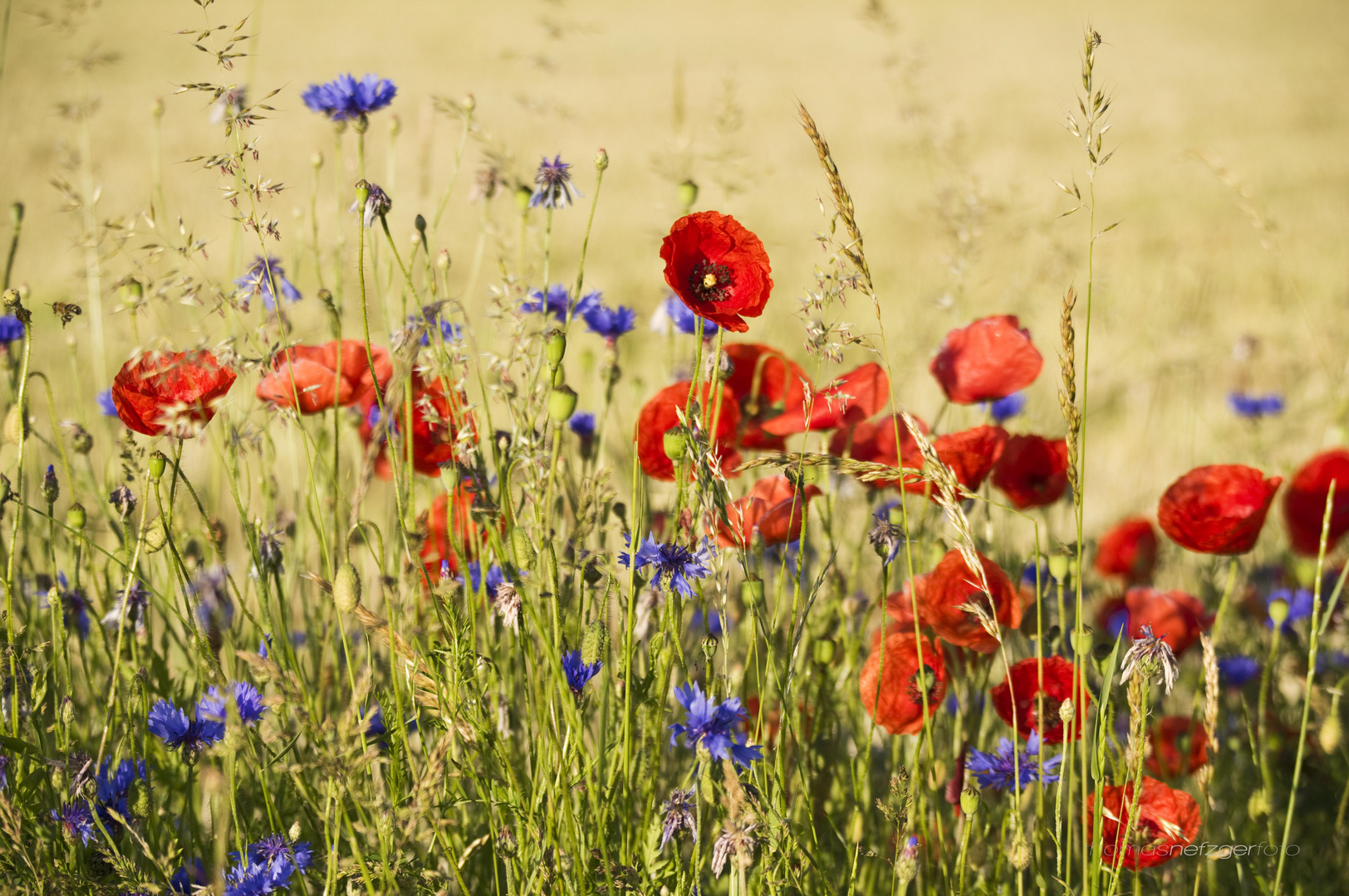 poppies