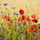 poppies