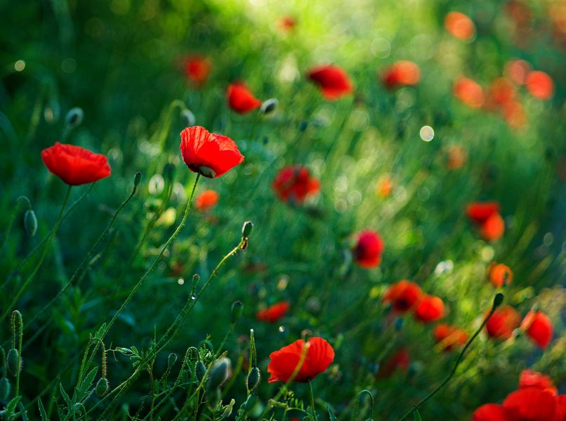 Poppies