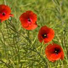 poppies